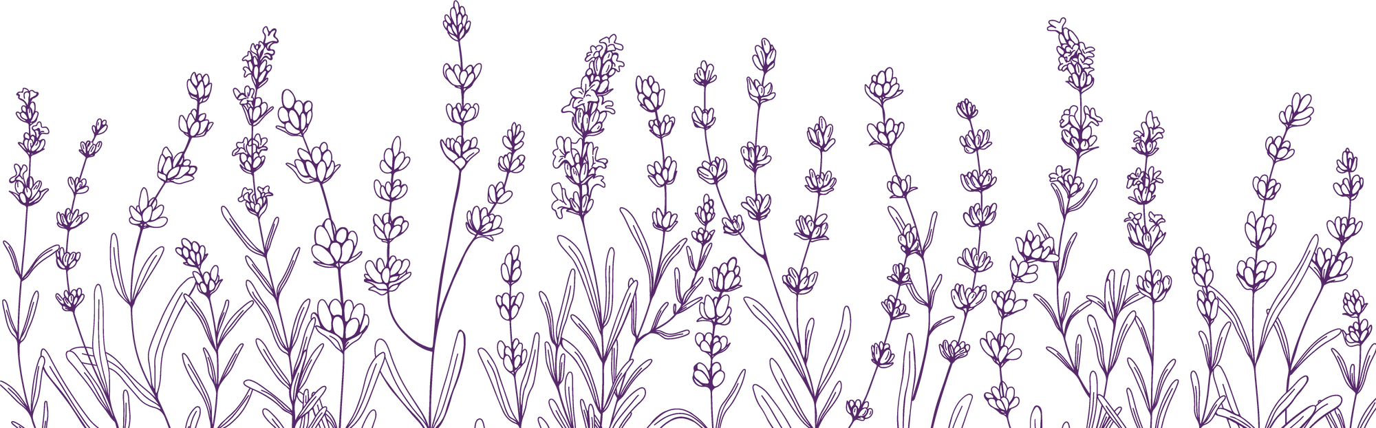 Hand Drawn Lavender Border